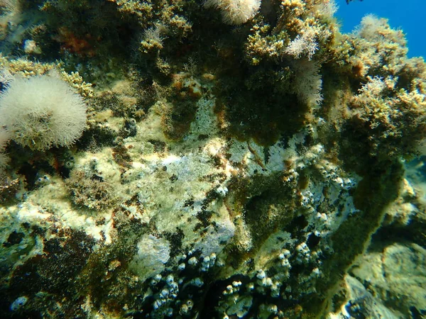 Subaquático Mar Egeu Grécia Halkidiki — Fotografia de Stock