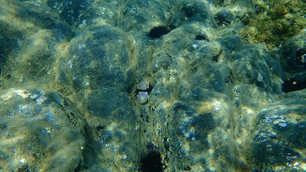 Onderwater Zeegezicht Egeïsche Zee Griekenland Halkidiki — Stockfoto