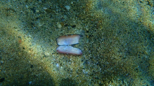 Seashell Bivalve Mollusc Rosy Razor Clam Solecurtus Strigilatus Eaten Octopus — Stock Photo, Image