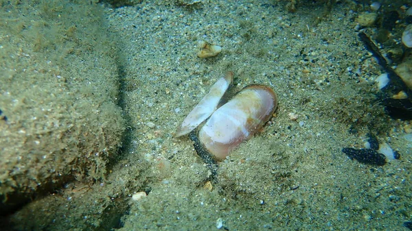 Seashell Bivalve Mollusc Rosy Razor Clam Solecurtus Strigilatus Eaten Octopus — Stock Photo, Image