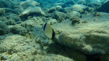 Denizaltı, Ege Denizi, Yunanistan ve Halkidiki ortak iki şeritli deniz çipleri (Diplodus vulgaris) 