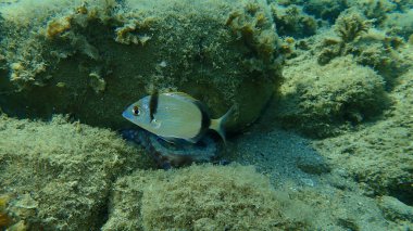 Denizaltı, Ege Denizi, Yunanistan ve Halkidiki ortak iki şeritli deniz çipleri (Diplodus vulgaris) 