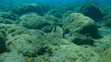 Denizaltı, Ege Denizi, Yunanistan ve Halkidiki ortak iki şeritli deniz çipleri (Diplodus vulgaris) 