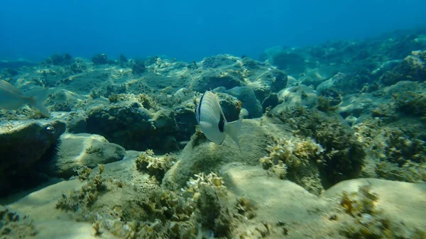 Sargo Mar Comum Duas Faixas Diplodus Vulgaris Submarino Mar Egeu — Fotografia de Stock