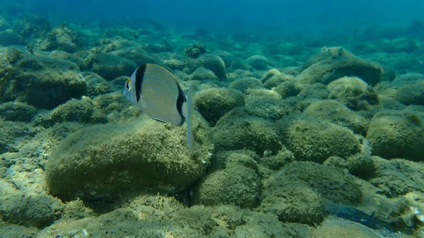 Besugo Común Dos Bandas Diplodus Vulgaris Bajo Mar Mar Egeo —  Fotos de Stock