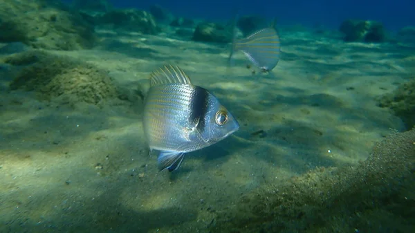 Morlesz Dwupasmowy Diplodus Vulgaris Morze Egejskie Grecja Halkidiki — Zdjęcie stockowe