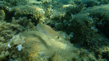 Deniz altı (Xyrichtys novacula), Ege Denizi, Yunanistan, Halkidiki