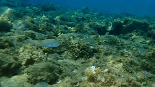 Rana Pescatrice Xyrichtys Novacula Sottomarina Mar Egeo Grecia Calcidica — Foto Stock