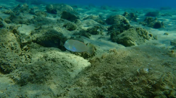 Pearly Razorfish Cleaver Wrasse Xyrichtys Novacula Submarino Mar Egeu Grécia — Fotografia de Stock