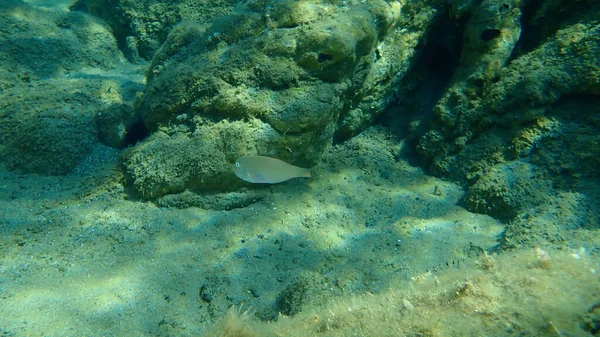 Rana Pescatrice Xyrichtys Novacula Sottomarina Mar Egeo Grecia Calcidica — Foto Stock