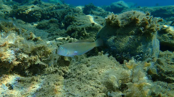 Pearly Razorfish Cleaver Wrasse Xyrichtys Novacula Submarino Mar Egeu Grécia — Fotografia de Stock