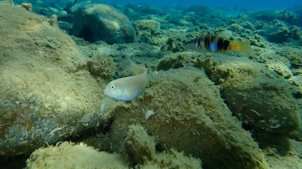 Pearly Razorfish Cleaver Wrasse Xyrichtys Novacula Painted Comber Serranus Scriba — Stock Photo, Image