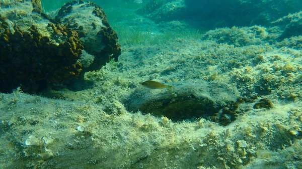 Pointed Snout Wrasse Symphodus Rostratus Undersea Aegean Sea Greece Halkidiki — Stock Photo, Image