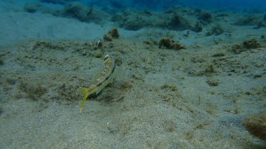 Çizgili kırmızı kefal (Mullus surmuletus) sualtı, Ege Denizi, Yunanistan, Halkidiki