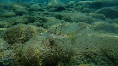 Çizgili kırmızı kefal (Mullus surmuletus) sualtı, Ege Denizi, Yunanistan, Halkidiki