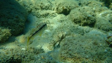Çizgili kırmızı kefal (Mullus surmuletus) sualtı, Ege Denizi, Yunanistan, Halkidiki