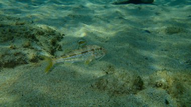 Çizgili kırmızı kefal (Mullus surmuletus) sualtı, Ege Denizi, Yunanistan, Halkidiki