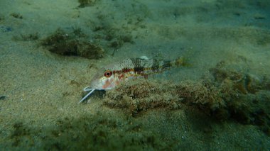 Çizgili kırmızı kefal (Mullus surmuletus) sualtı, Ege Denizi, Yunanistan, Halkidiki