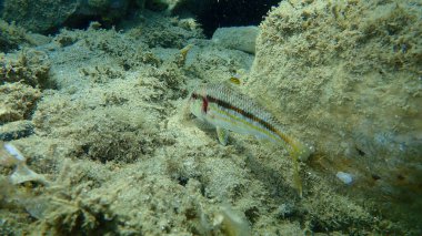 Çizgili kırmızı kefal (Mullus surmuletus) sualtı, Ege Denizi, Yunanistan, Halkidiki