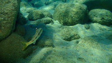 Çizgili kırmızı kefal (Mullus surmuletus) sualtı, Ege Denizi, Yunanistan, Halkidiki