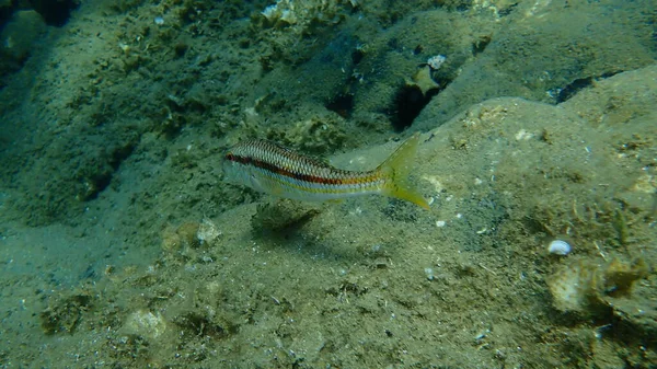 Mulet Merah Atau Surmullet Mullus Surmuletus Bawah Laut Laut Aegea — Stok Foto