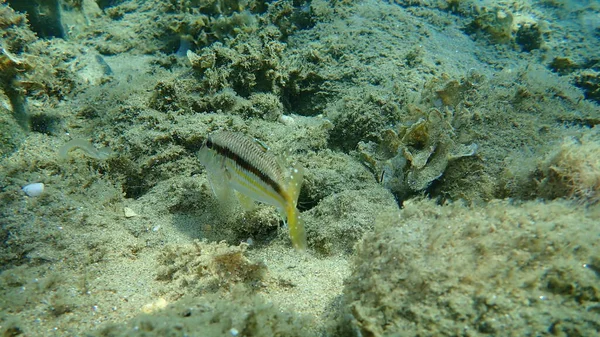 Striped Red Mullet Surmullet Mullus Surmuletus Undersea Aegean Sea Greece — Stock Photo, Image