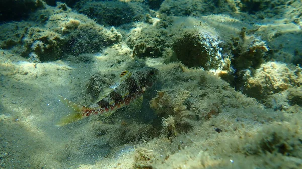 Salmonete Surmuleto Rojo Rayado Mullus Surmuletus Submarino Mar Egeo Grecia — Foto de Stock