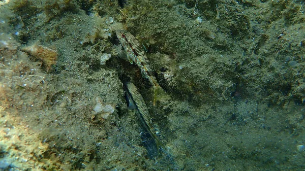 Gestreifte Meeräsche Mullus Surmuletus Unter Wasser Ägäis Griechenland Chalkidiki — Stockfoto