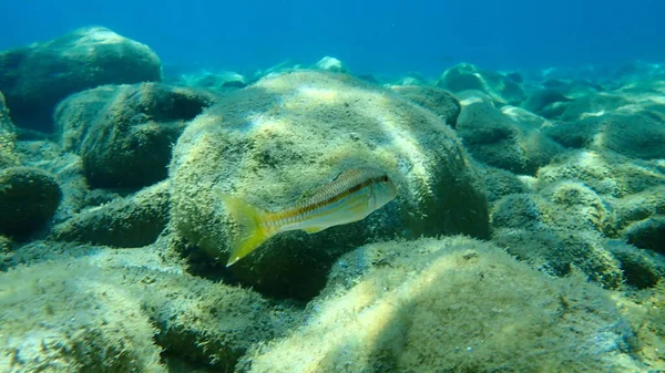 Striped Red Mullet Surmullet Mullus Surmuletus Undersea Aegean Sea Greece — Stock Photo, Image