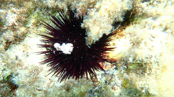 Erizo Mar Púrpura Paracentrotus Lividus Bajo Mar Mar Egeo Grecia — Foto de Stock