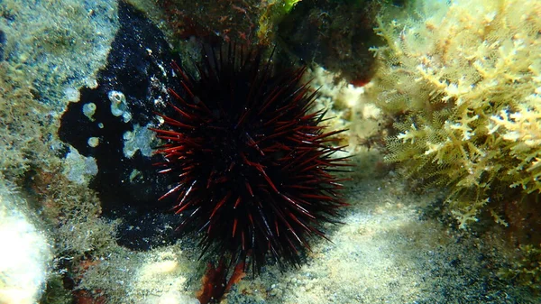 Purple sea urchin (Paracentrotus lividus) undersea, Aegean Sea, Greece, Halkidiki