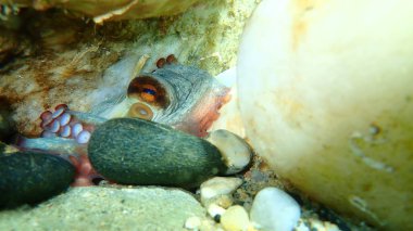 Ortak ahtapot (Octopus vulgaris) denizaltı, Ege Denizi, Yunanistan, Halkidiki