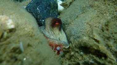 Ortak ahtapot (Octopus vulgaris) denizaltı, Ege Denizi, Yunanistan, Halkidiki