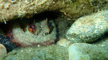 Ortak ahtapot (Octopus vulgaris) denizaltı, Ege Denizi, Yunanistan, Halkidiki