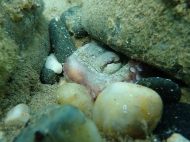 Ortak ahtapot (Octopus vulgaris) denizaltı, Ege Denizi, Yunanistan, Halkidiki