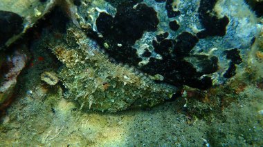 Ortak ahtapot (Octopus vulgaris) denizaltı, Ege Denizi, Yunanistan, Halkidiki