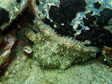 Ortak ahtapot (Octopus vulgaris) denizaltı, Ege Denizi, Yunanistan, Halkidiki