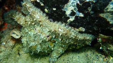 Ortak ahtapot (Octopus vulgaris) denizaltı, Ege Denizi, Yunanistan, Halkidiki