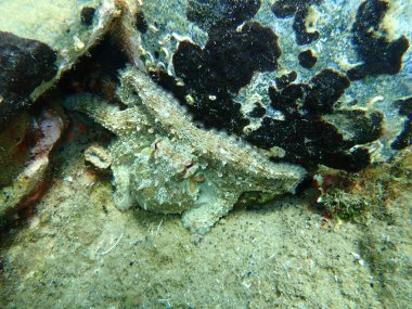 Ortak ahtapot (Octopus vulgaris) denizaltı, Ege Denizi, Yunanistan, Halkidiki