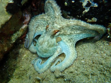 Ortak ahtapot (Octopus vulgaris) denizaltı, Ege Denizi, Yunanistan, Halkidiki