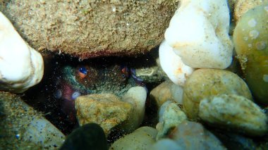 Ortak ahtapot (Octopus vulgaris) denizaltı, Ege Denizi, Yunanistan, Halkidiki