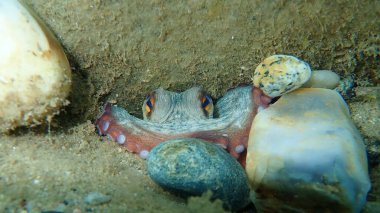 Ortak ahtapot (Octopus vulgaris) denizaltı, Ege Denizi, Yunanistan, Halkidiki
