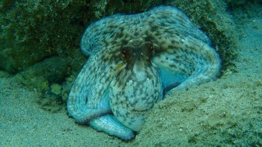 Ortak ahtapot (Octopus vulgaris) denizaltı, Ege Denizi, Yunanistan, Halkidiki