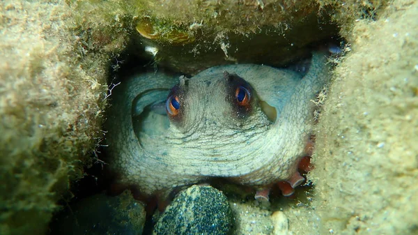 Pieuvre Commune Octopus Vulgaris Sous Marine Mer Égée Grèce Chalcidique — Photo