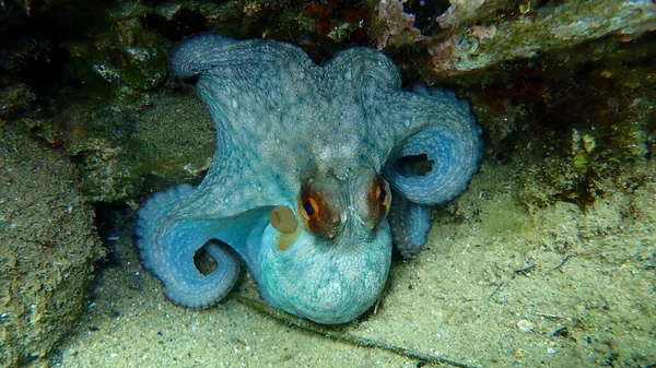 Ośmiornica Pospolita Octopus Vulgaris Podmorska Morze Egejskie Grecja Halkidiki — Zdjęcie stockowe