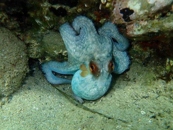 Pulpo Común Octopus Vulgaris Submarino Mar Egeo Grecia Halkidiki —  Fotos de Stock