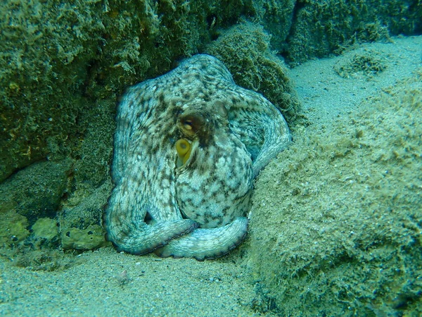 Polvo Comum Octopus Vulgaris Submarino Mar Egeu Grécia Halkidiki — Fotografia de Stock