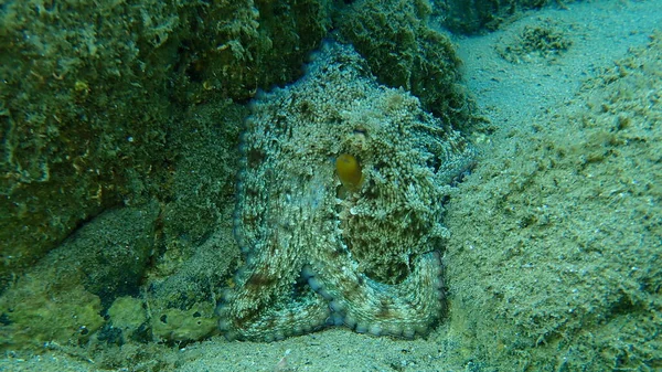 Közönséges Polip Octopus Vulgaris Tenger Alatt Égei Tenger Görögország Halkidiki — Stock Fotó