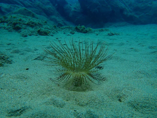 Cylinder Anemone Coloured Tube Anemone Cerianthus Membranaceus Undersea Aegean Sea — Stock Photo, Image