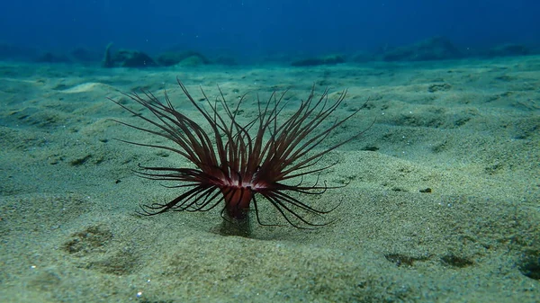 Cylinder Anemone Colored Tube Anemone Cerianthus Membranaceus Undersea Aegean Sea — 图库照片